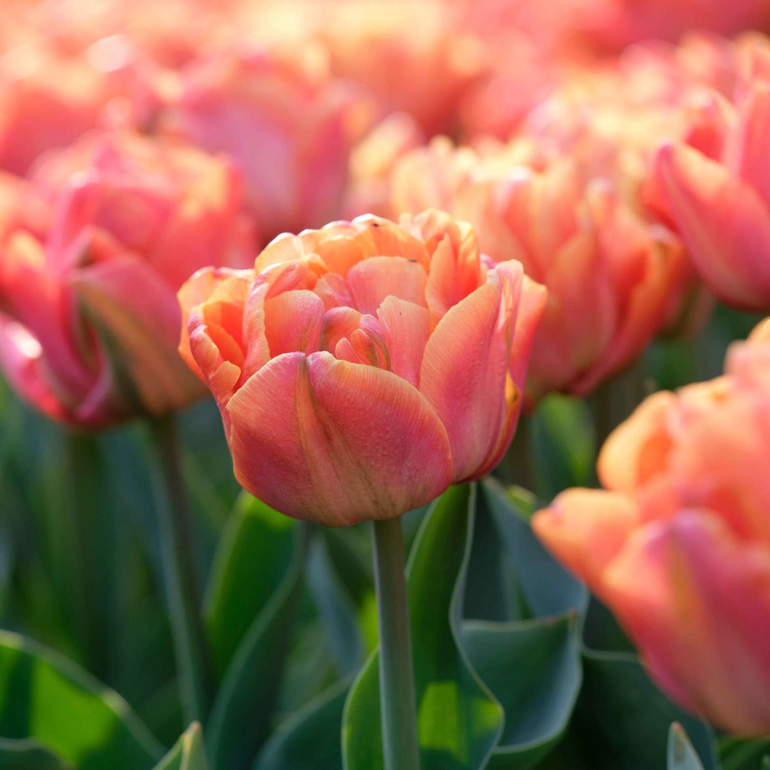 Tulppaani 'Lorenzo'